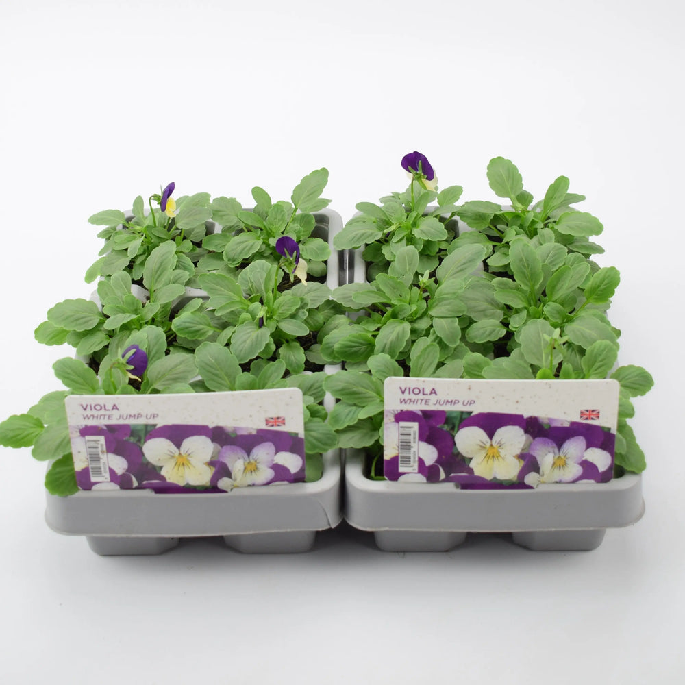 Viola White Jump Up 6 Pack x 2 (12 Plants) plants by post