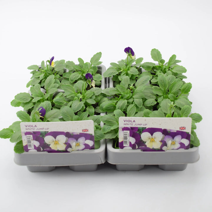 Viola White Jump Up 6 Pack x 2 (12 Plants) plants by post