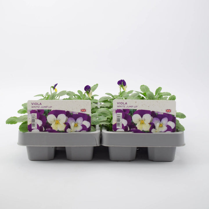 Viola White Jump Up 6 Pack x 2 (12 Plants) plants by post