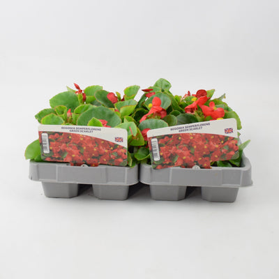 Begonia Semperflorens Green Scarlet 6 Pack x 2 (12 Plants)
