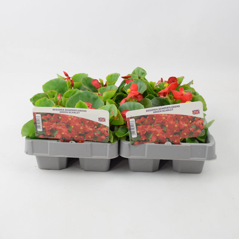 Begonia Semperflorens Green Scarlet 6 Pack x 2 (12 Plants)