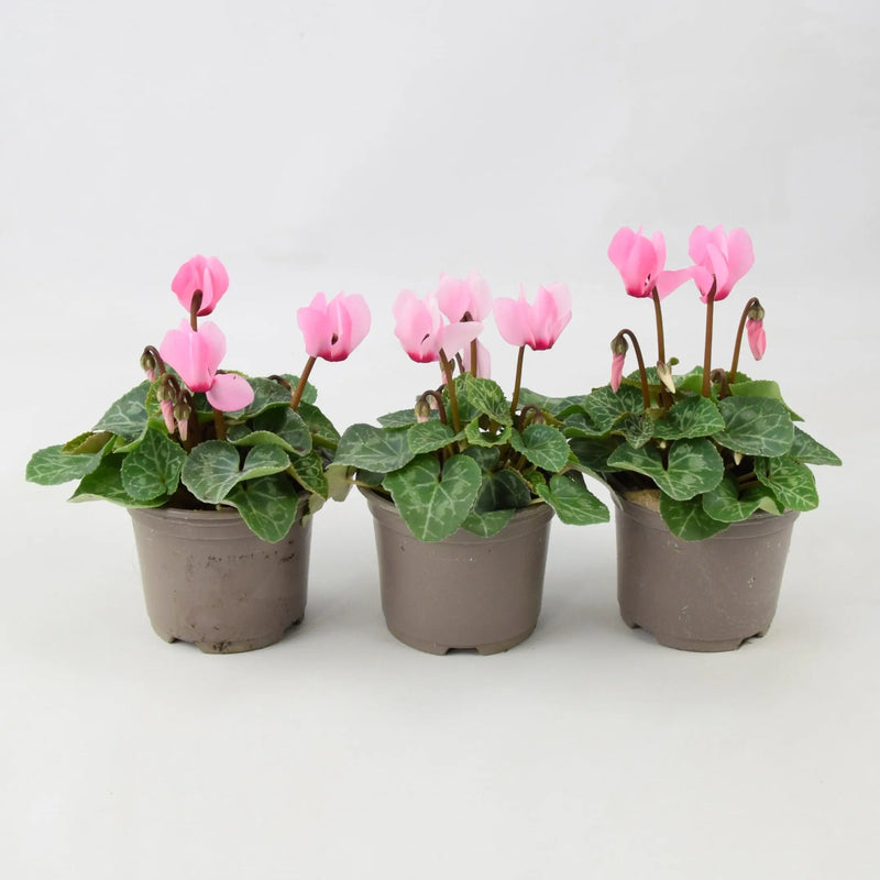 Cyclamen Light Pink 9cm Pot x 3