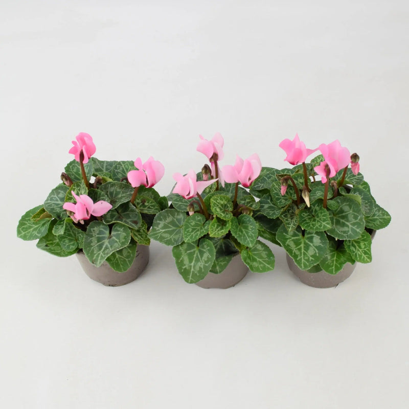 Cyclamen Light Pink 9cm Pot x 3