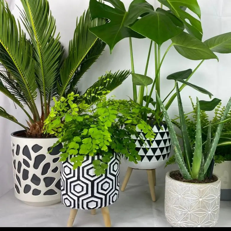 Plant Gifts