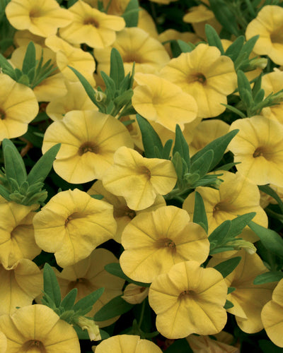 Calibrachoa Yellow 9cm In Recyclable Pots x 3 Plants