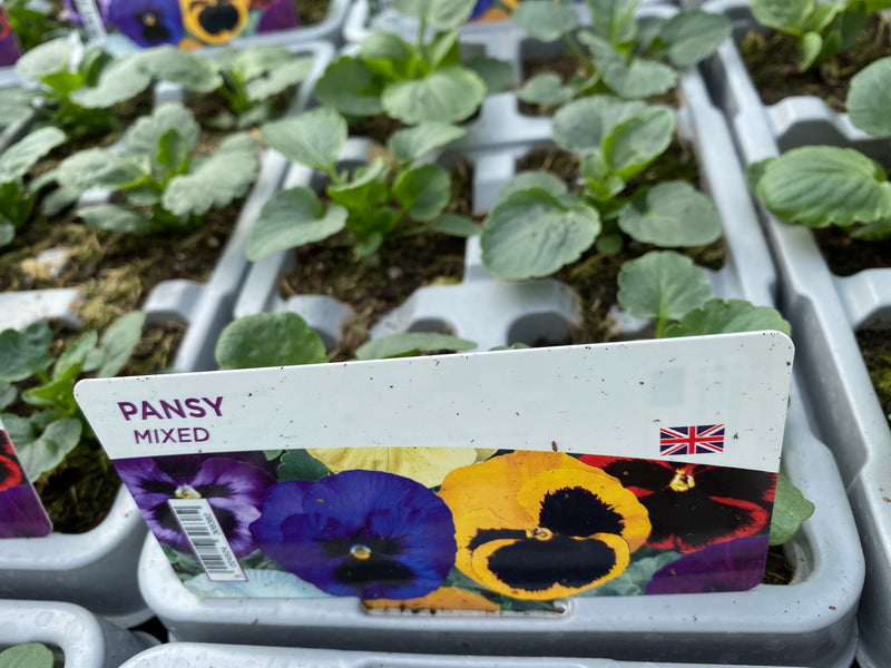 Pansy Mixed 6 pack x 2 (12 Plants)
