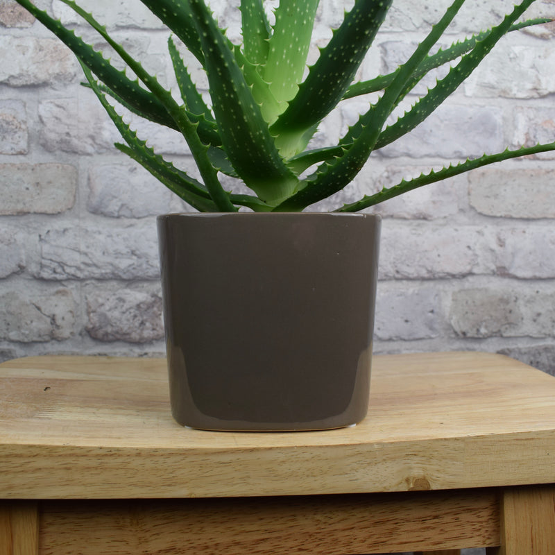 13.5cm Modern Square Mocha Glazed Ceramic Plant Pot with plant