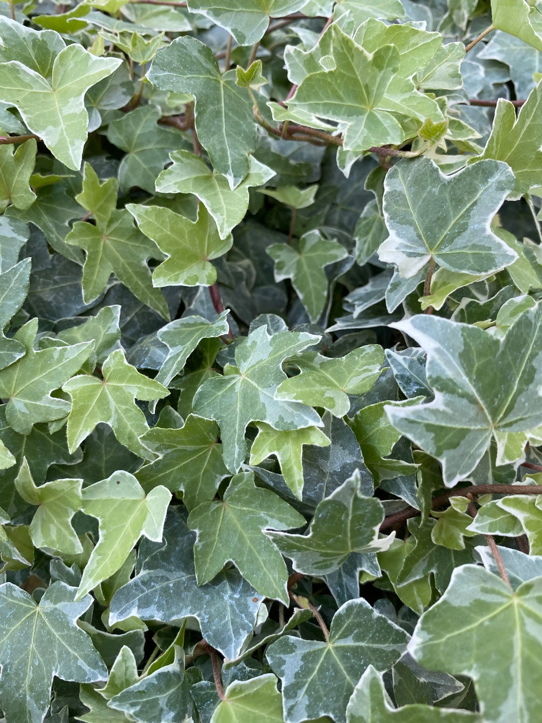 Ivy (Hedera) Trailing Silver 9cm Pot