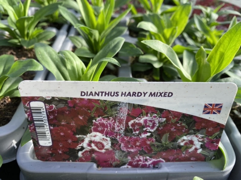 Dianthus Hardy Mixed 6 pack x 2 (12 Plants)