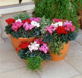 Cyclamen Mixed 6 Pack x 2 (12 Plants)