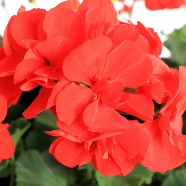Geranium Zonal Calliope 1L Scarlet Red x 2