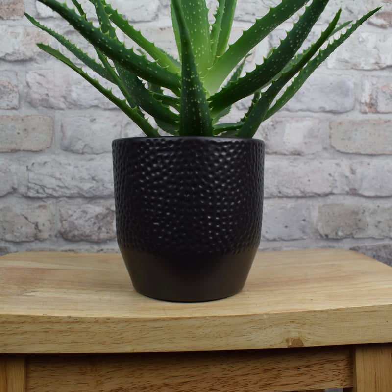 13cm Anthracite Pisa Dot Ceramic Plant Pot with plant