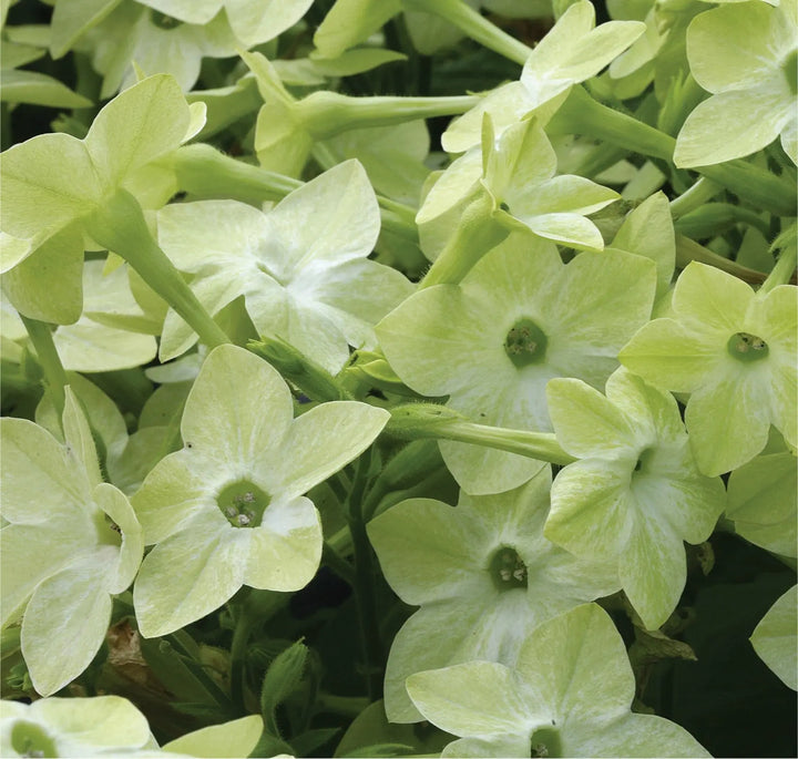Nicotiana Lime 12 Plants 2 x 6 pack plants by post