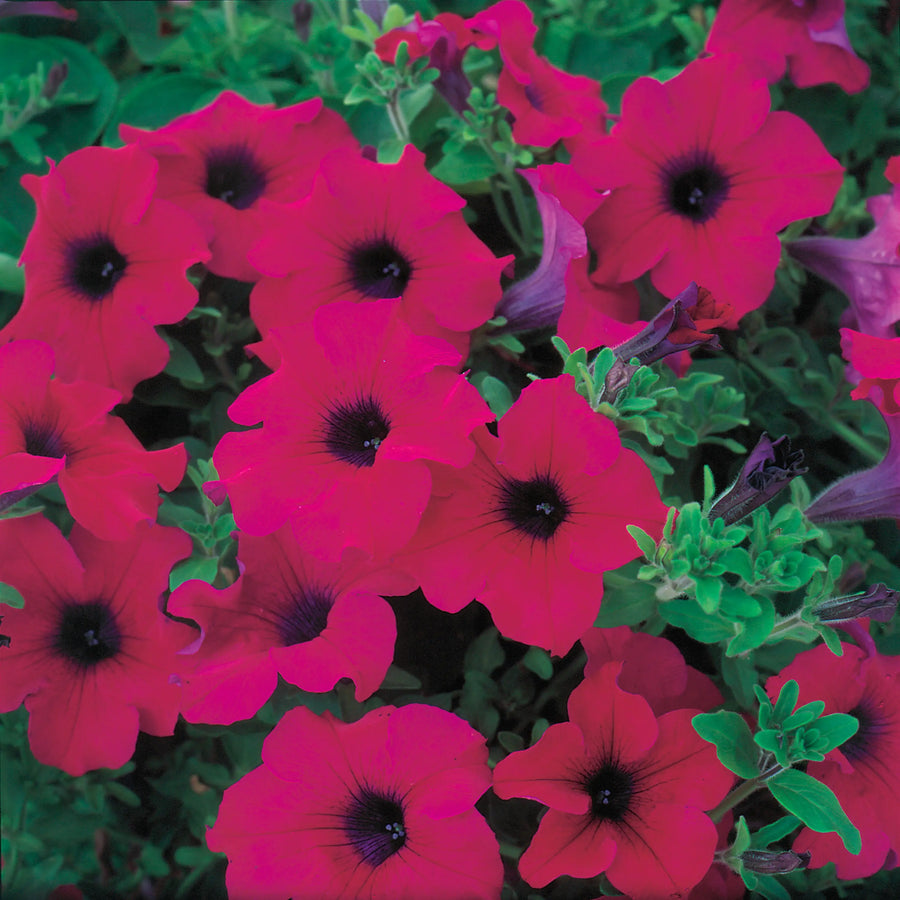 Petunia Surfinia Purple 9cm In Recyclable Pots x 3 Plants