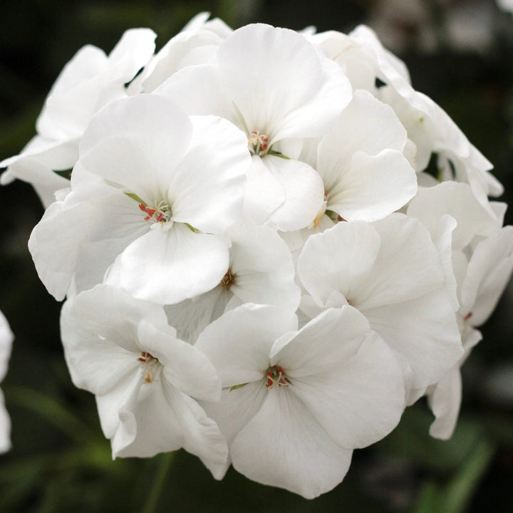 Geranium Zonal Calliope 1L White x 2