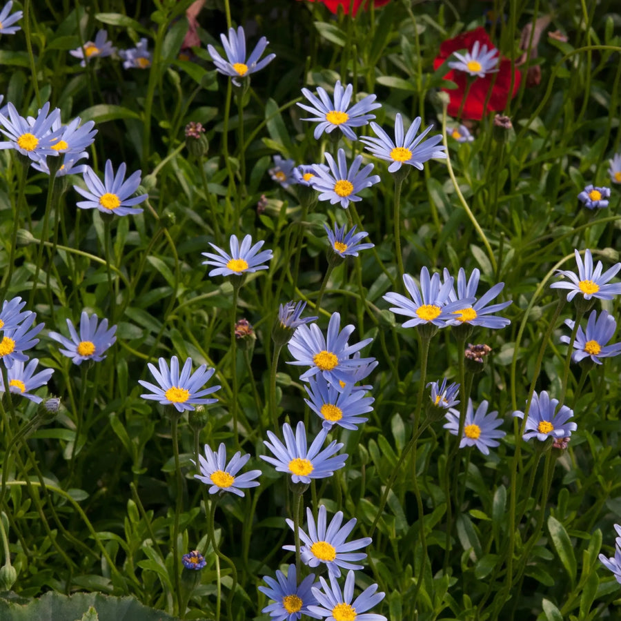 Felicia Blue 9cm In Recyclable Pots x 3 Plants