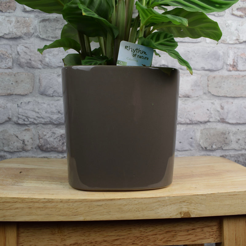 16cm Modern Square Mocha Glazed Ceramic Plant Pot with plant inside