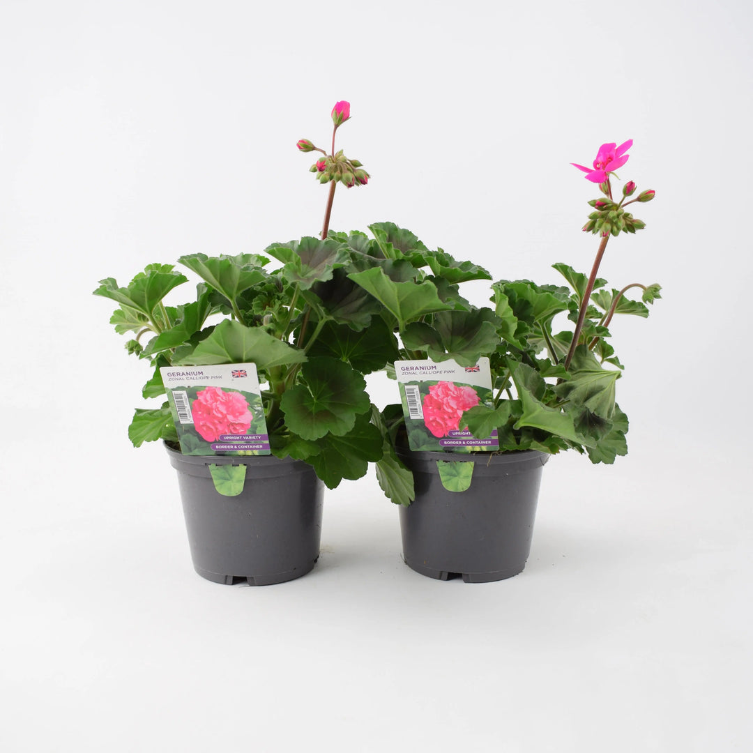 Geranium Zonal Calliope Pink 1L Pot x 2