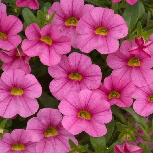 Calibrachoa Pink 9cm In Recyclable Pots x 3 Plants