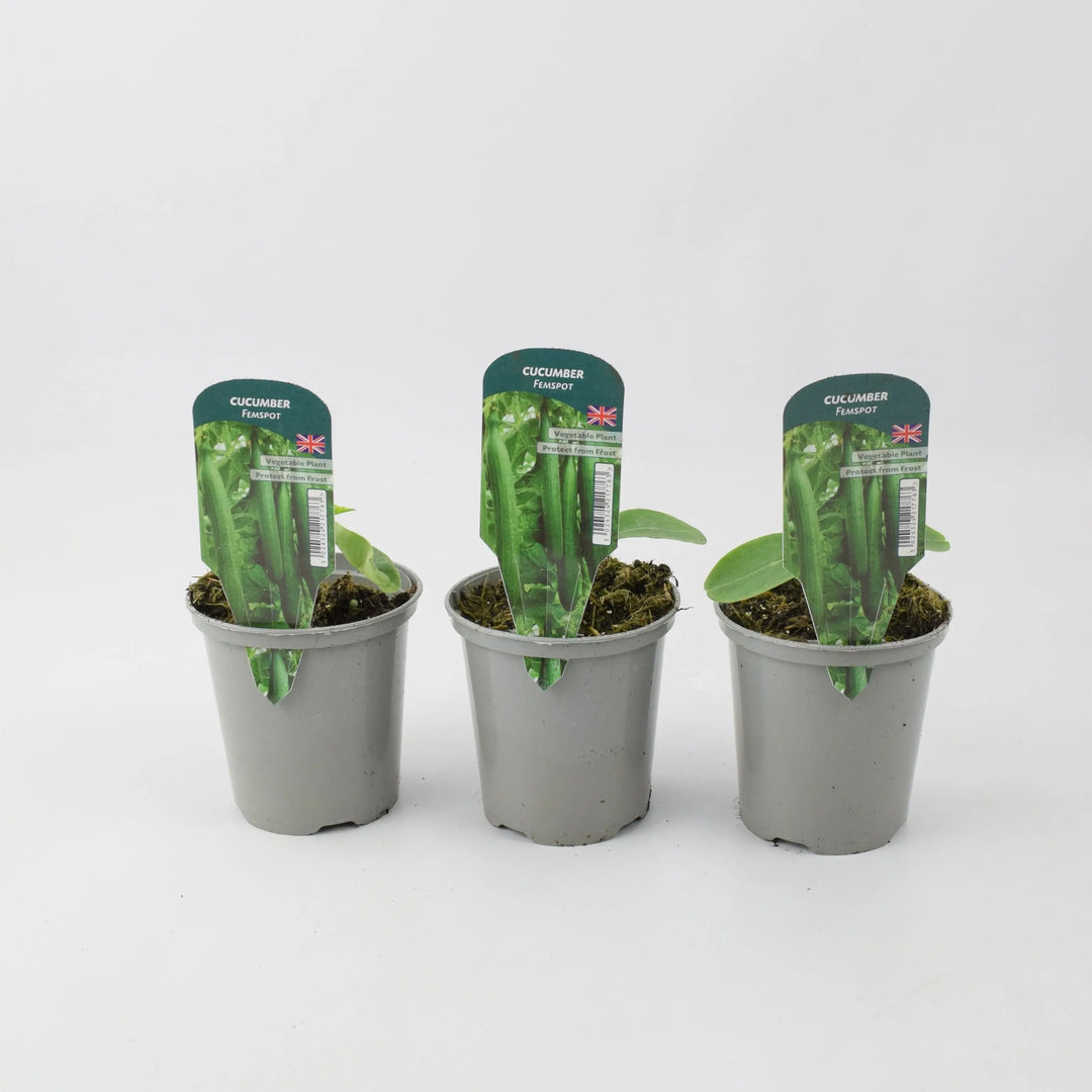Cucumber Femspot 9cm Pots x 3