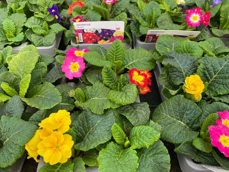 Primrose Mixed 6 pack x 2 (12 Plants)