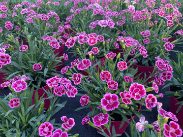 Dianthus Pink Kisses 12cm Pot