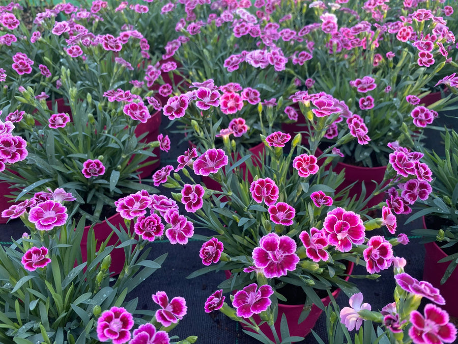 Dianthus Pink Kisses 12cm Pot