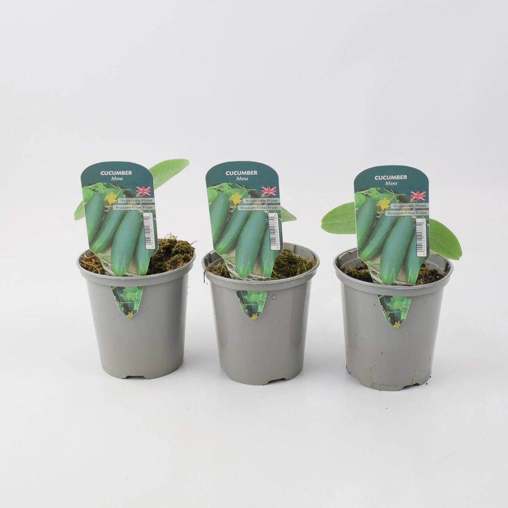 Cucumber Mini 9cm Pots x 3