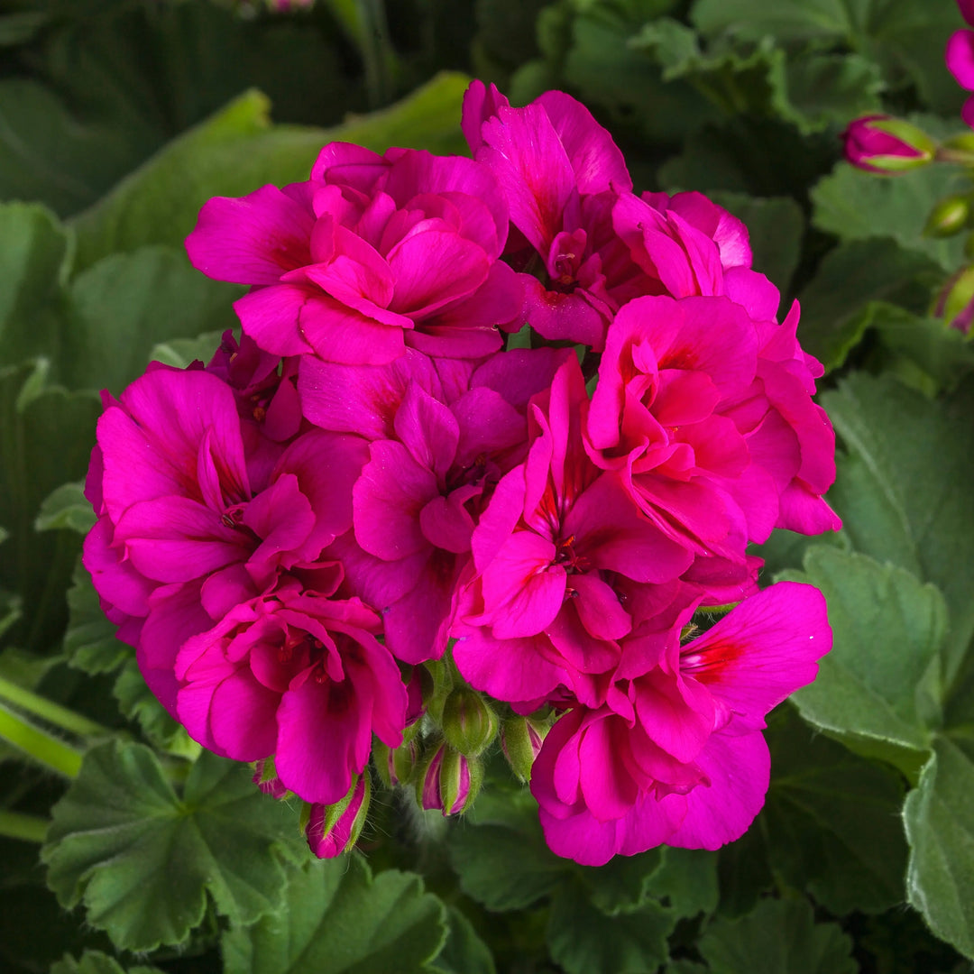 Geranium Zonal Calliope 1L Violet x 2