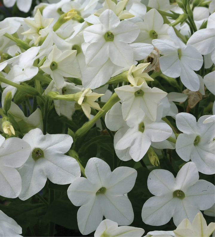 Nicotiana White 12 Plants 2 x 6 pack