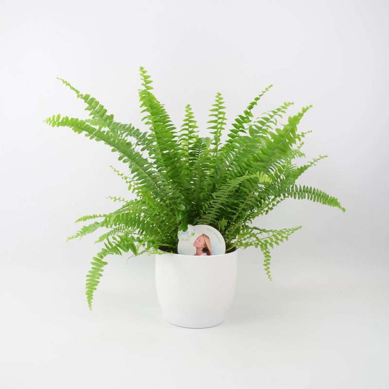 Boston Fern (Nephrolepsis) In White Ceramic Pot Gift