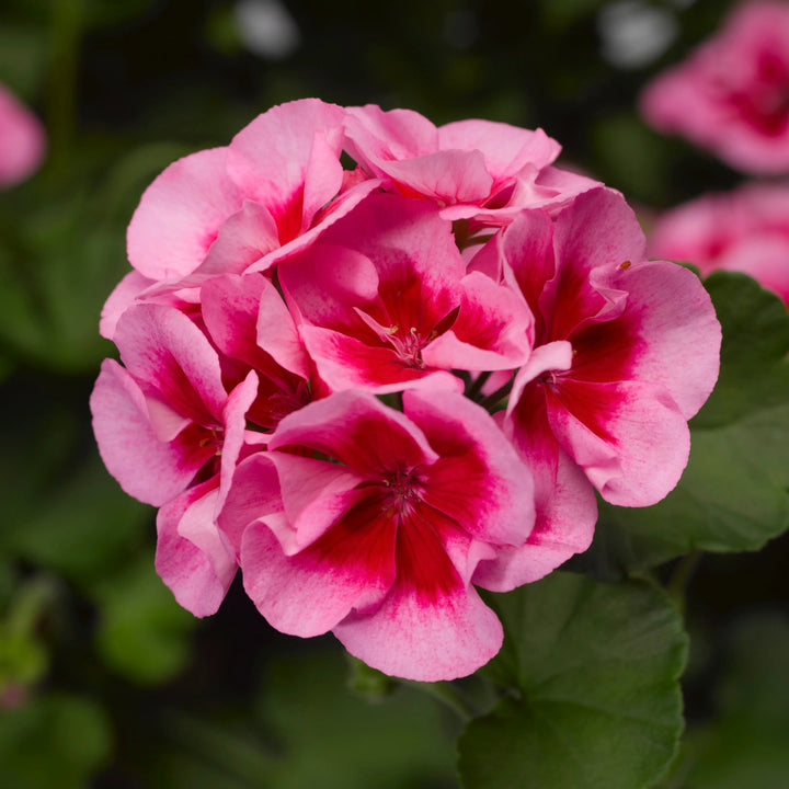Geranium Zonal Calliope Rose Splash 1L Pot x 2