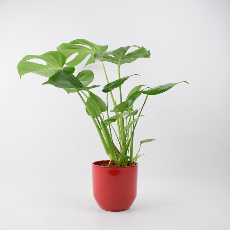 Monstera Cheese Plant in 12cm Red Pot Gift
