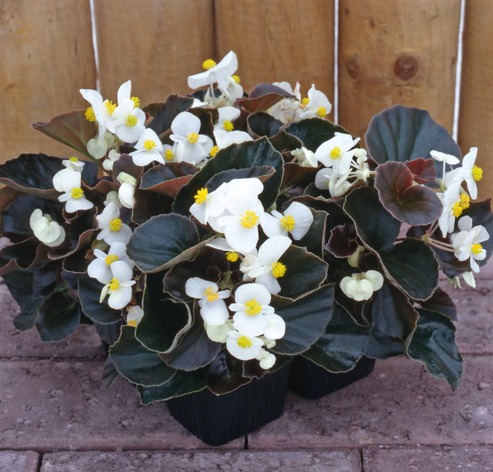 Begonia Semperflorens Bronze White 6 Pack x 2 (12 Plants)