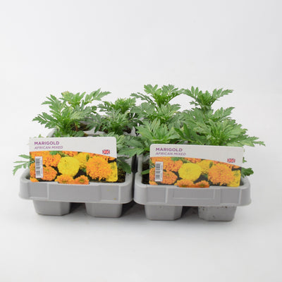 African Marigold Mixed 6 Pack x 2 (12 Plants)