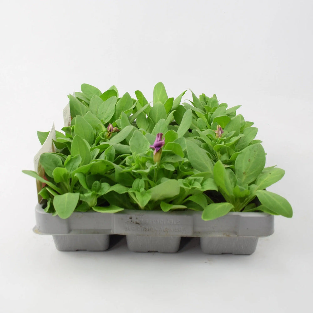 Petunia Burgundy 6 Pack x 2 (12 Plants) plants by post