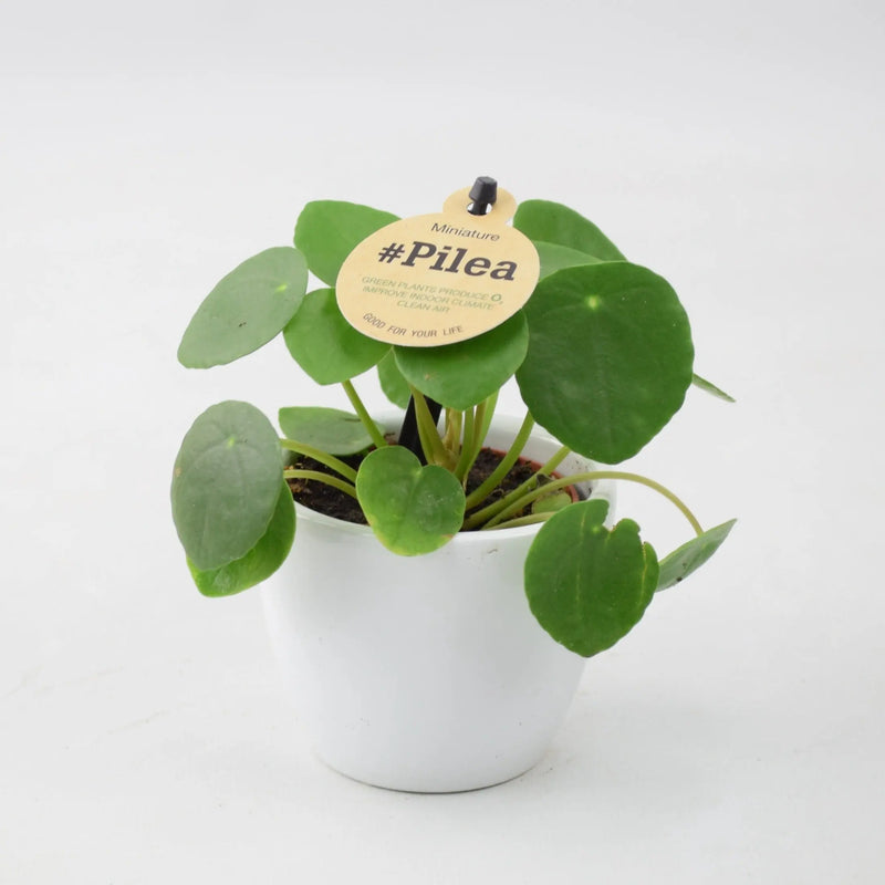 Mini Pilea Peperomioides 6cm Pot