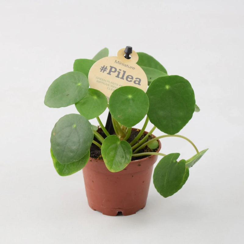 Mini Pilea Peperomioides 6cm Pot