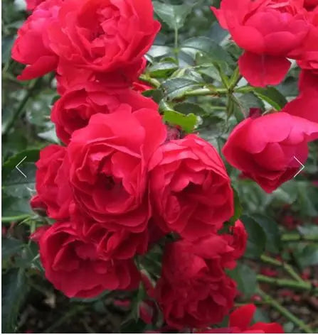 Rose Flower Carpet Scarlet 4L