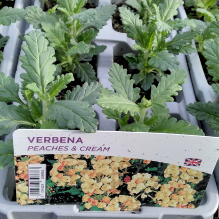 Verbena Peaches & Cream 6 Pack x 2 (12 Plants)