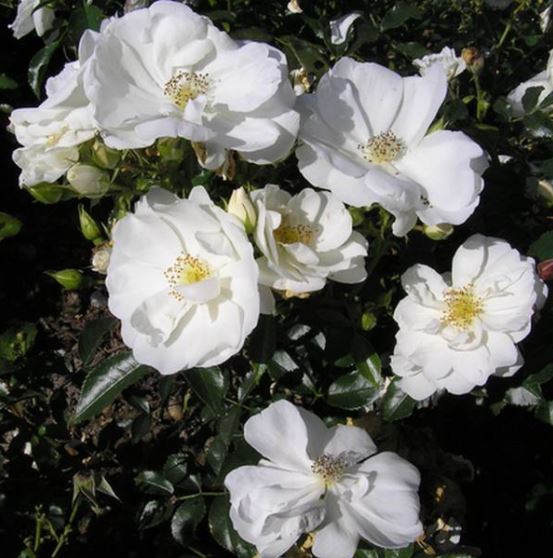 Rose Flower Carpet White 4L